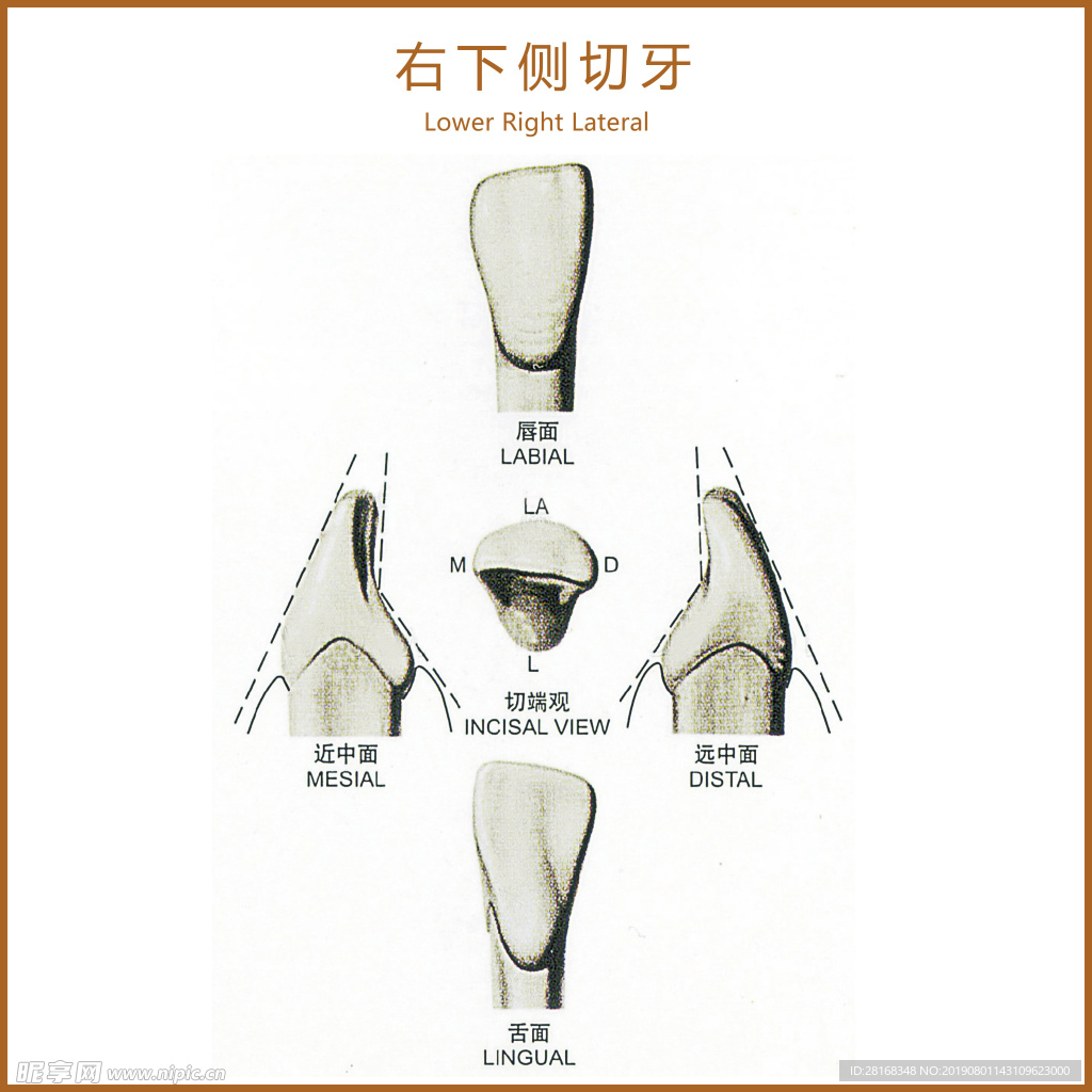 右下侧切牙