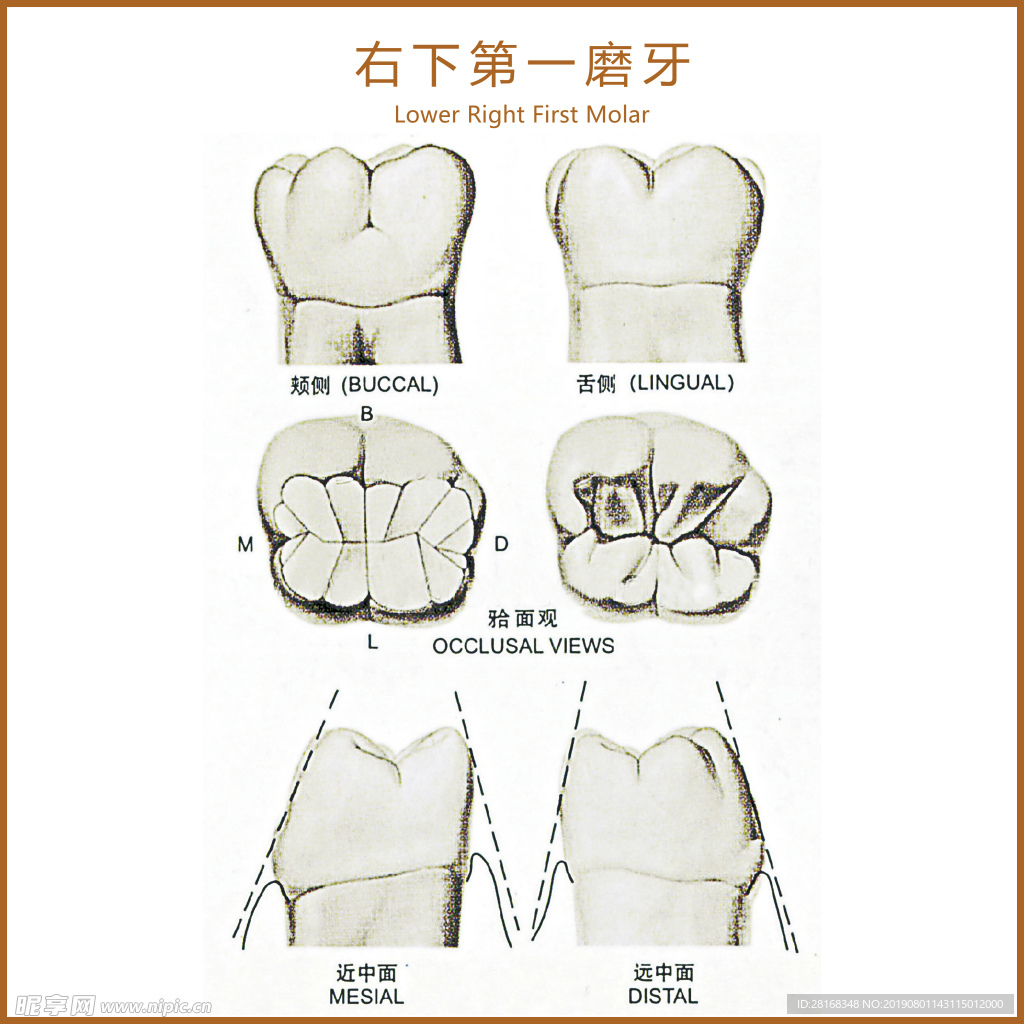 右下第一磨牙