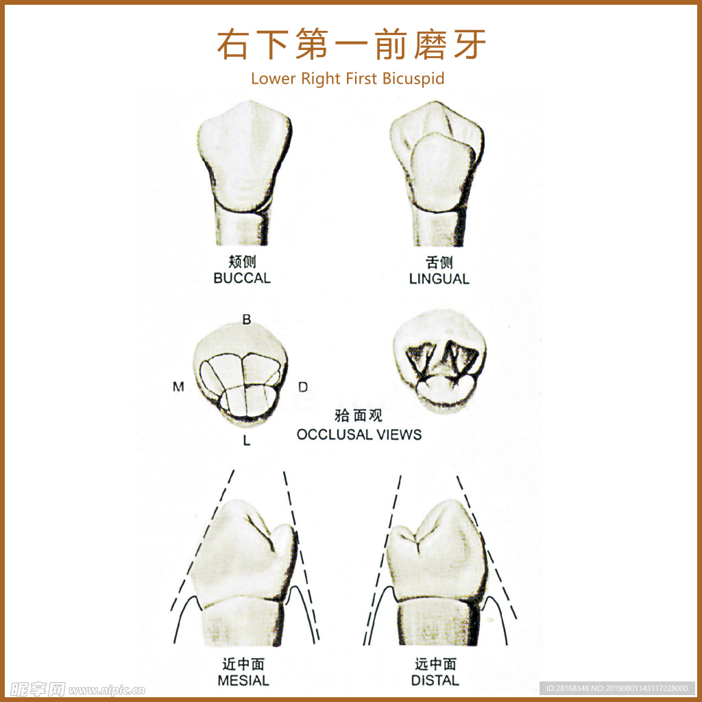 右下第一前磨牙