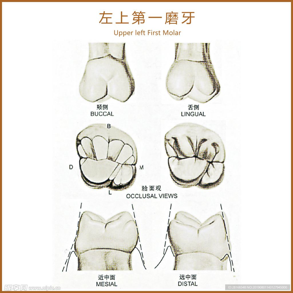 左上第一磨牙