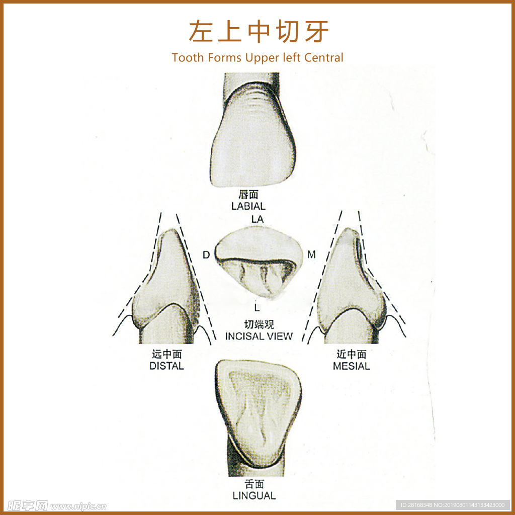 左上中切牙