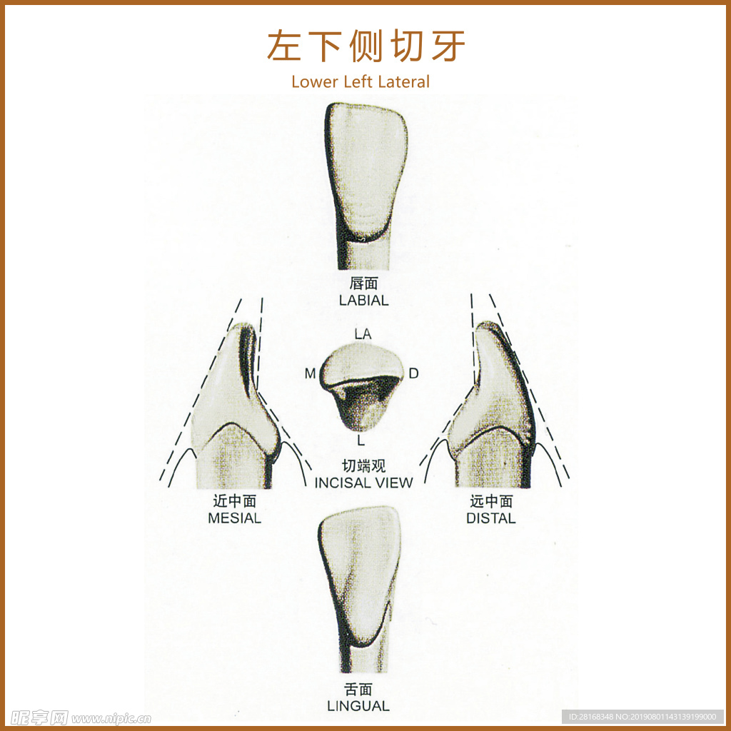 左下侧切牙