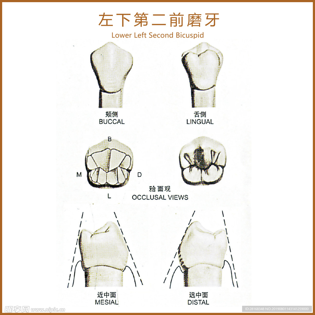 左下第二前磨牙