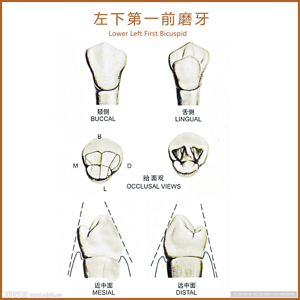 左下第一前磨牙