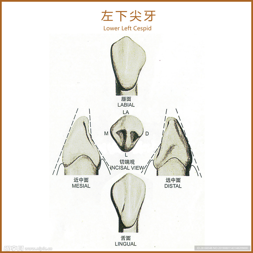 左下尖牙