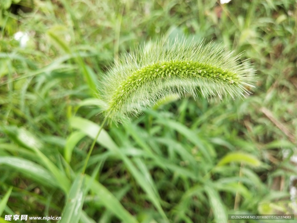 狗尾巴草