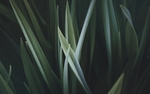 草
