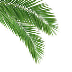 绿色植物