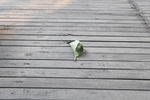 木板落叶