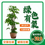 简约小清新绿色植物盆栽摆件主图