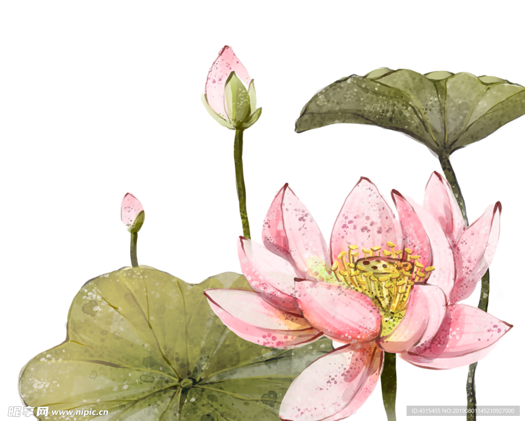 荷花