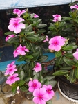 长春花