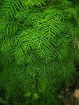 五星花