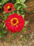 百日菊