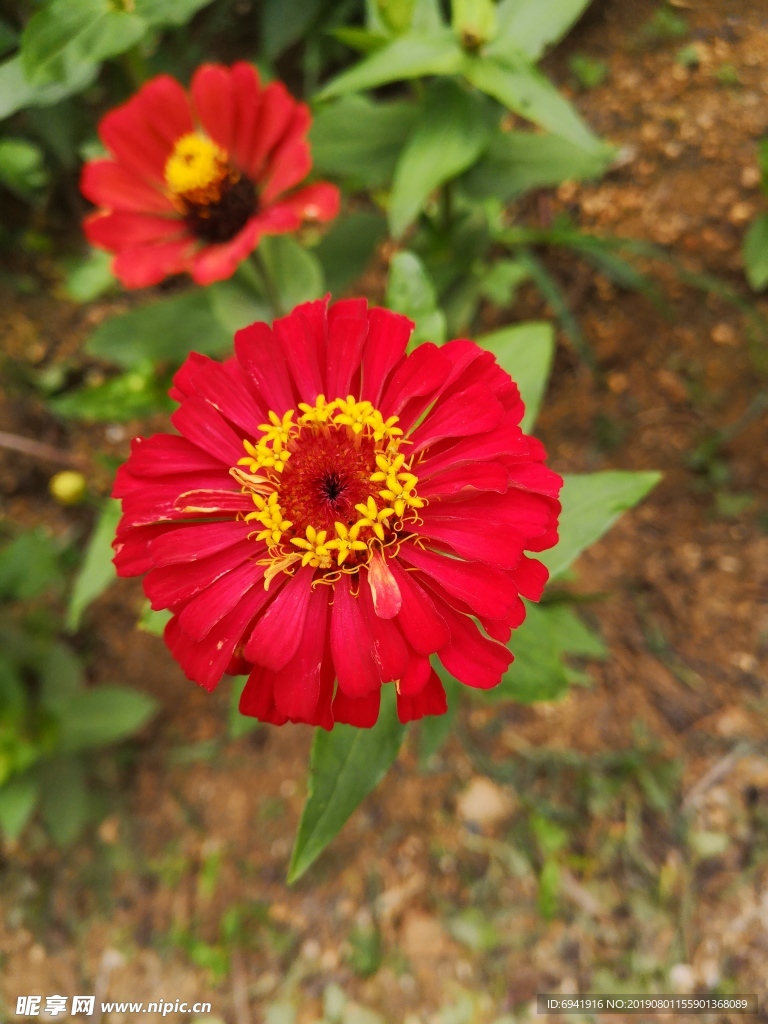 百日菊