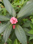 凤仙花