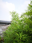 竹子