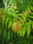 香椿
