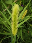 狗尾巴草