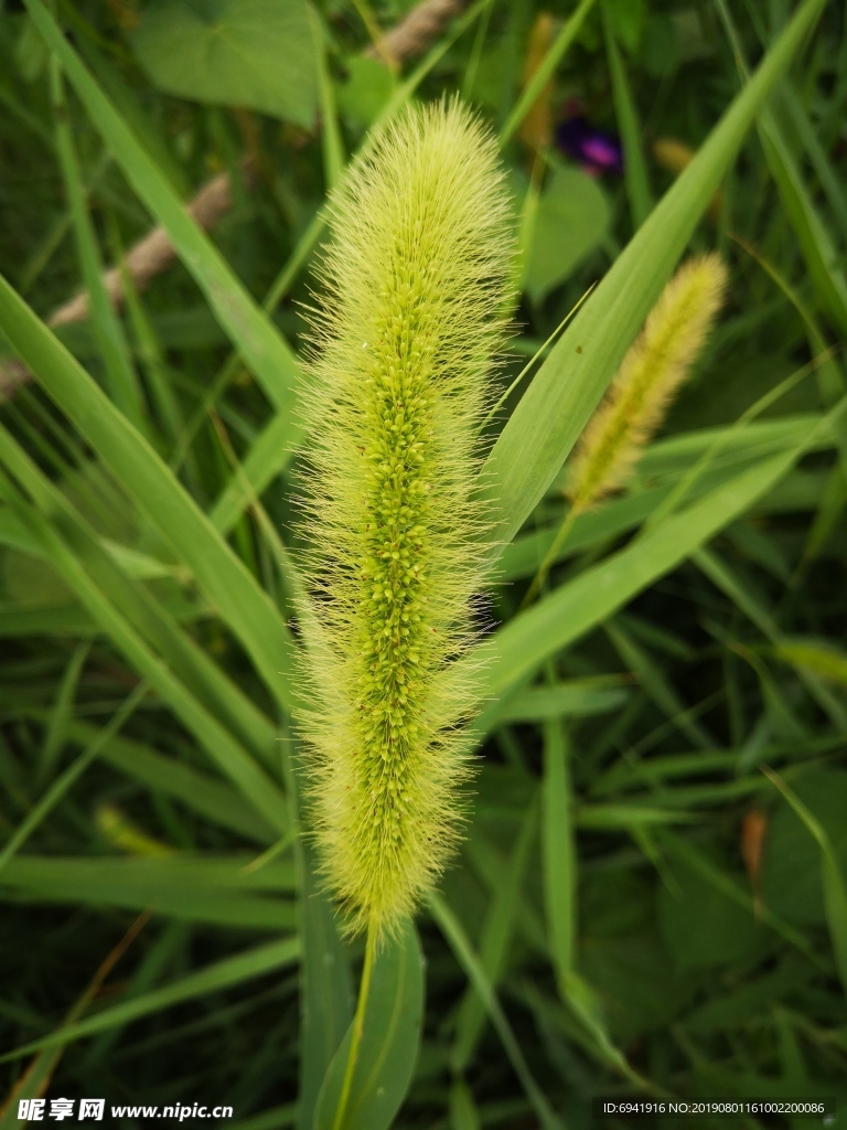 狗尾巴草