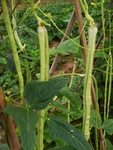 豇豆