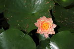 莲花