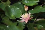 莲花