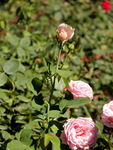 月季花