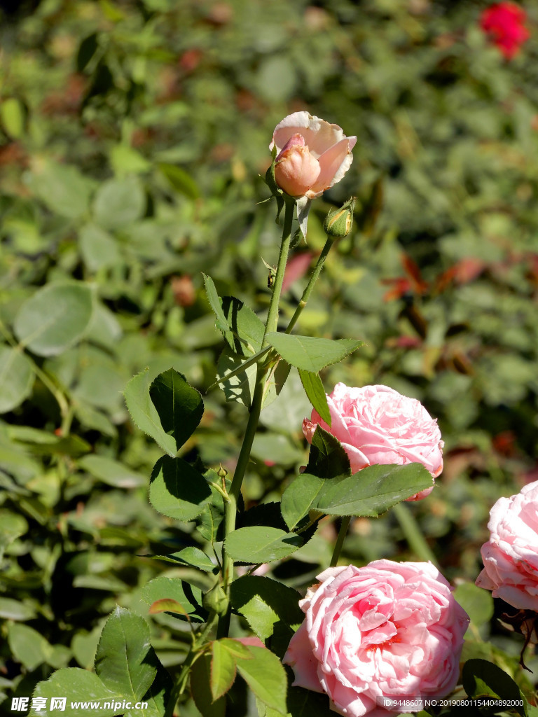 月季花