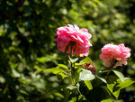 月季花