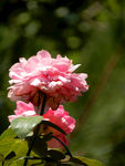 月季花