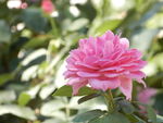 月季花