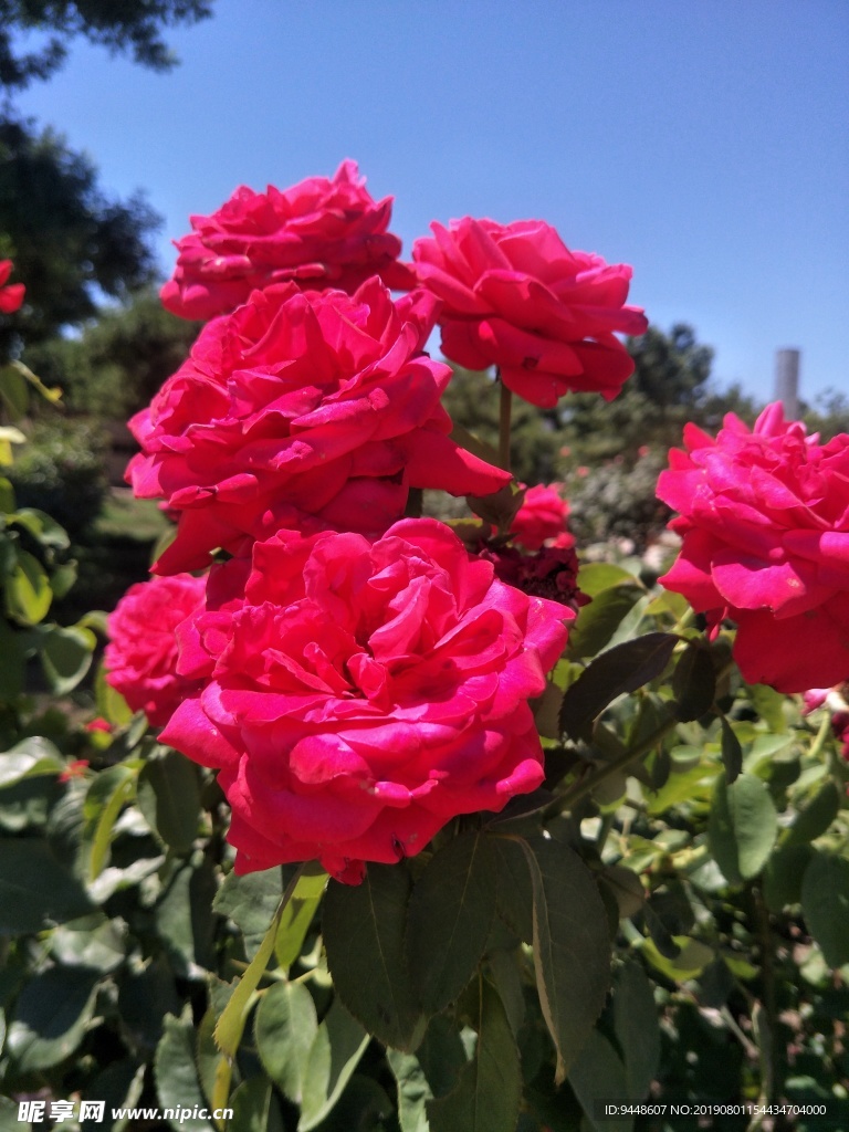 月季花