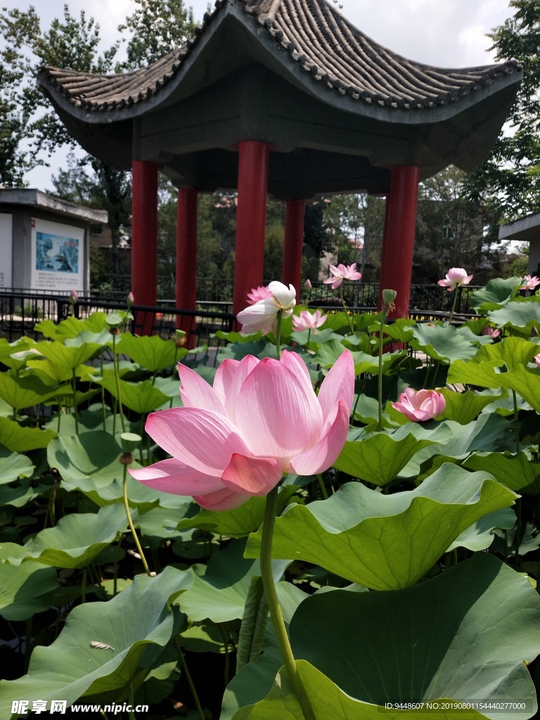 荷花