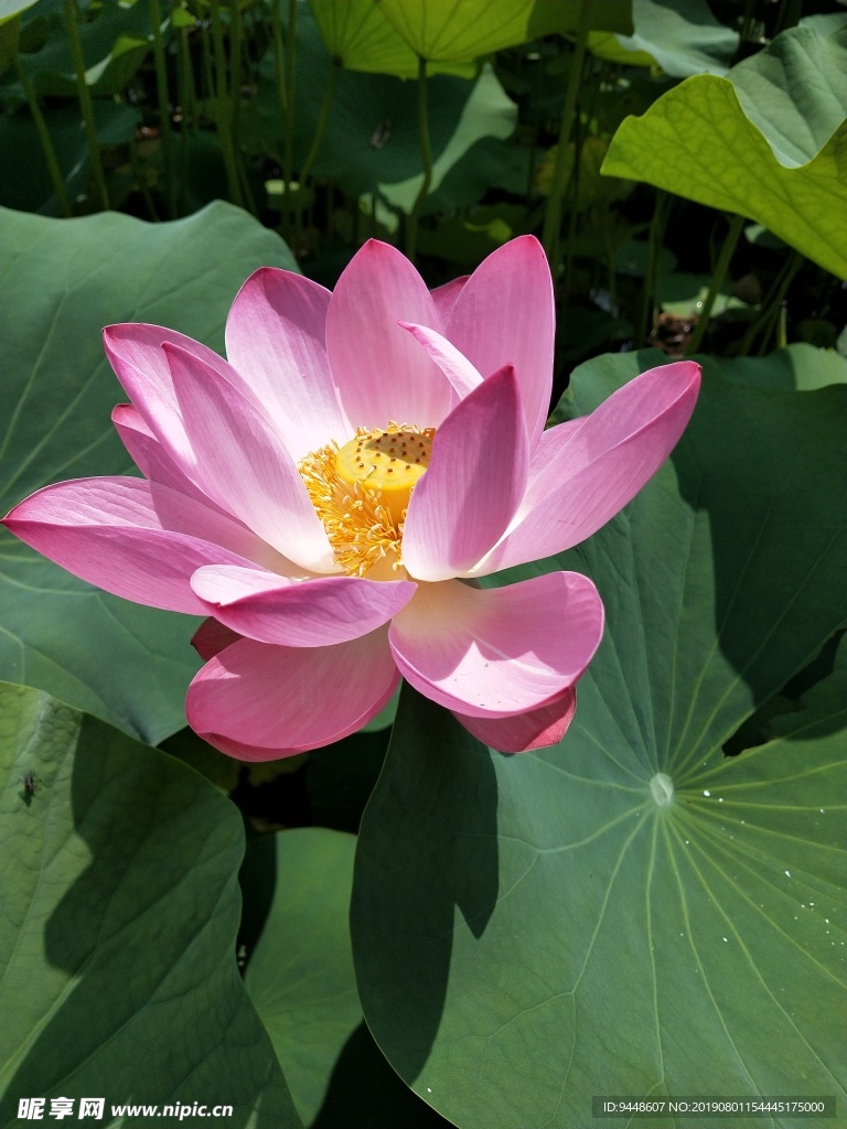 荷花