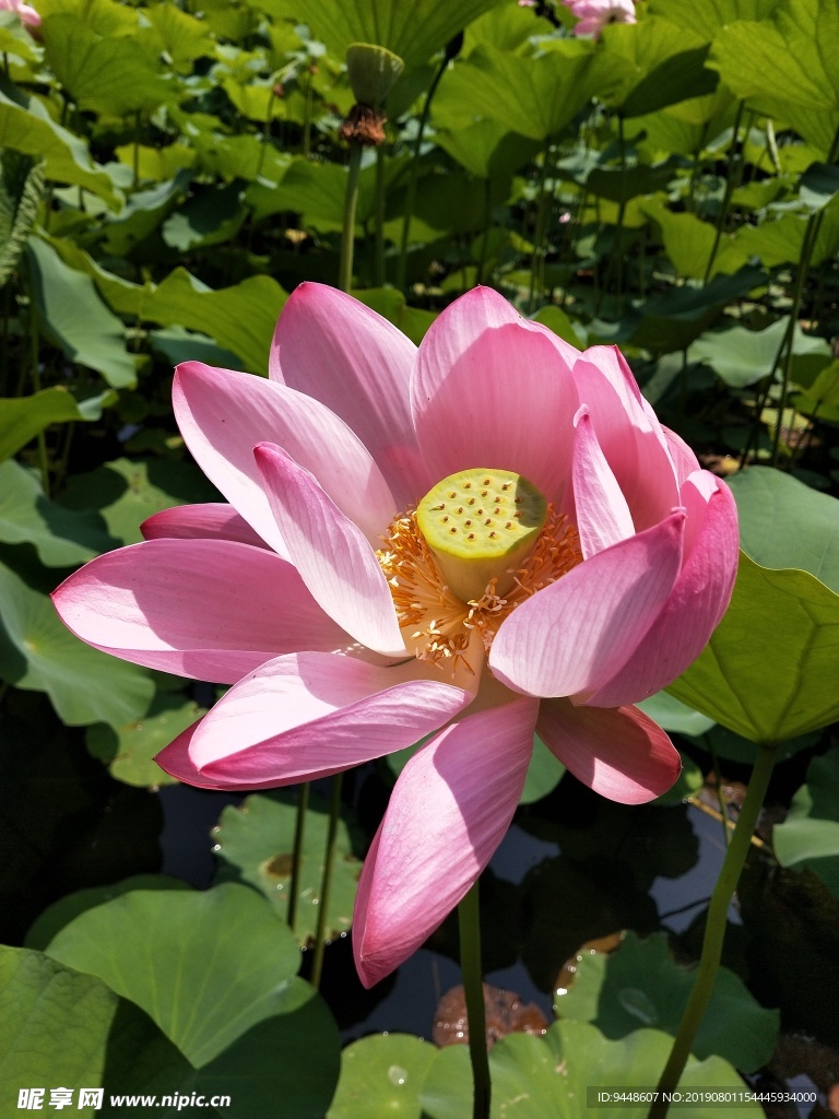 荷花