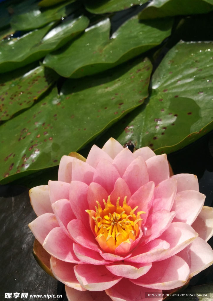 荷花