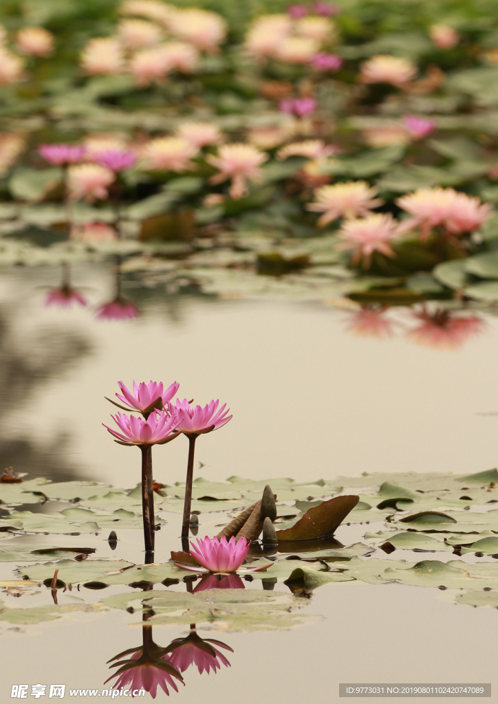 荷花