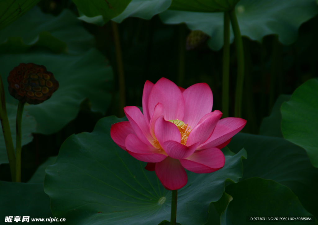 荷花