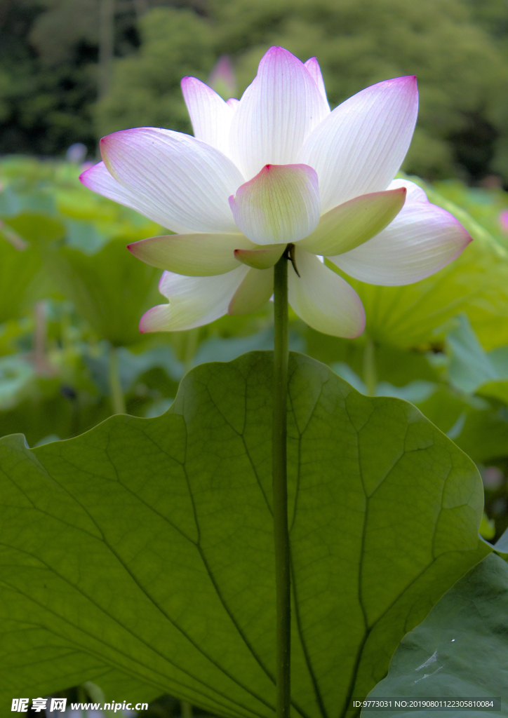 莲花