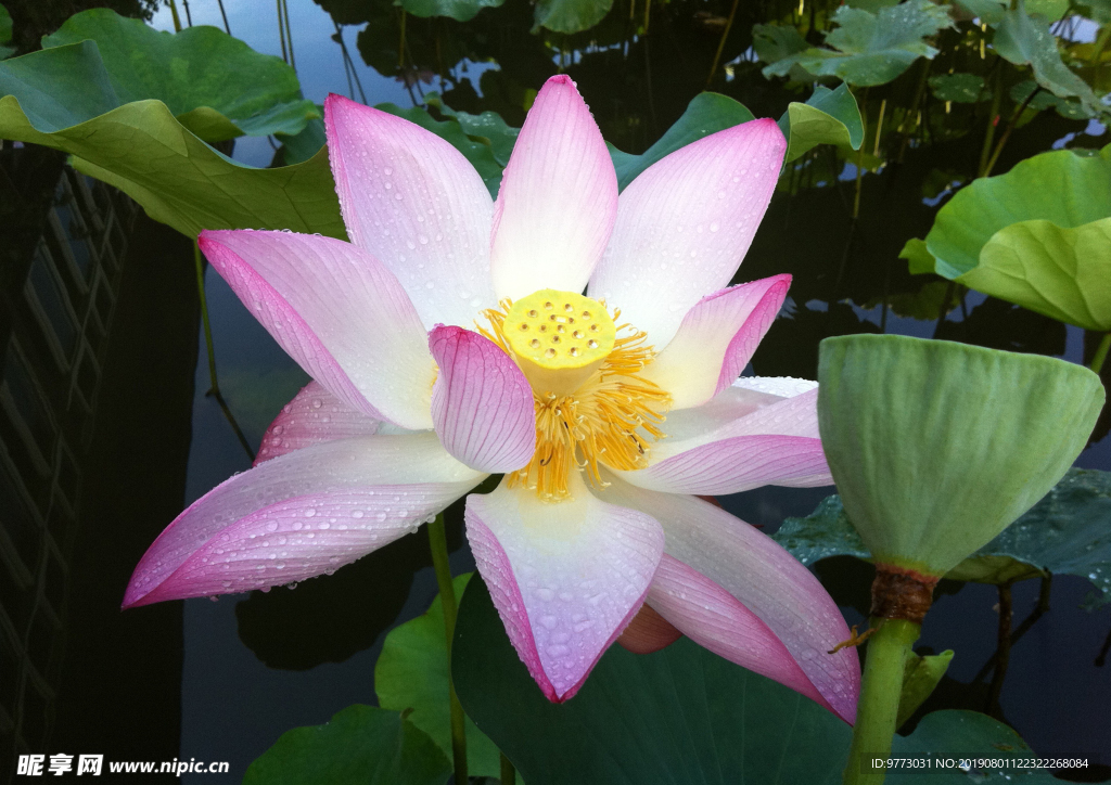 莲花