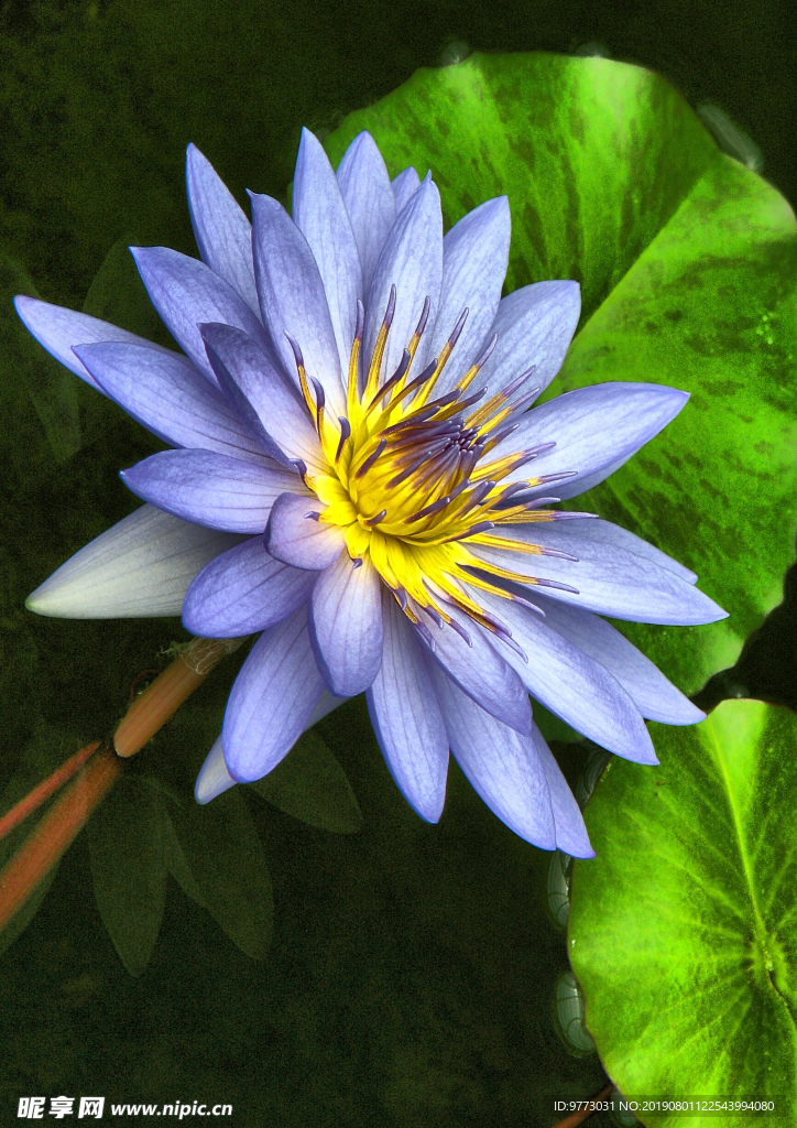 荷花