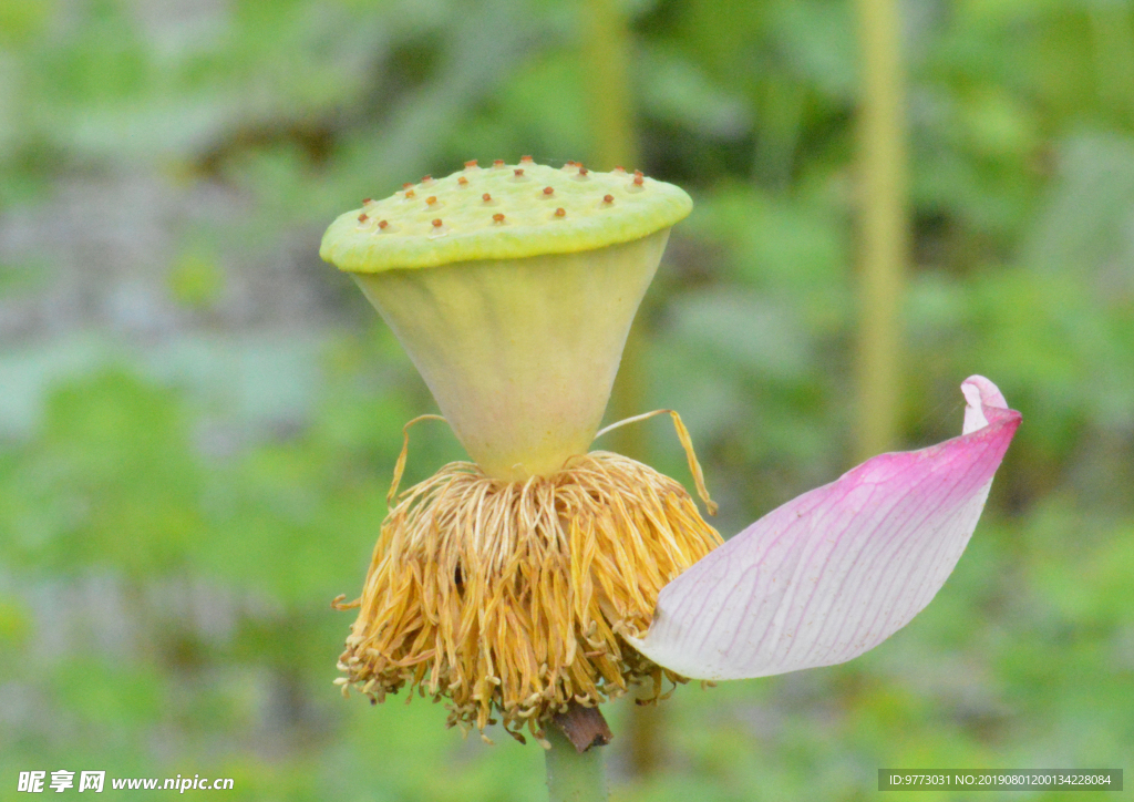 荷花