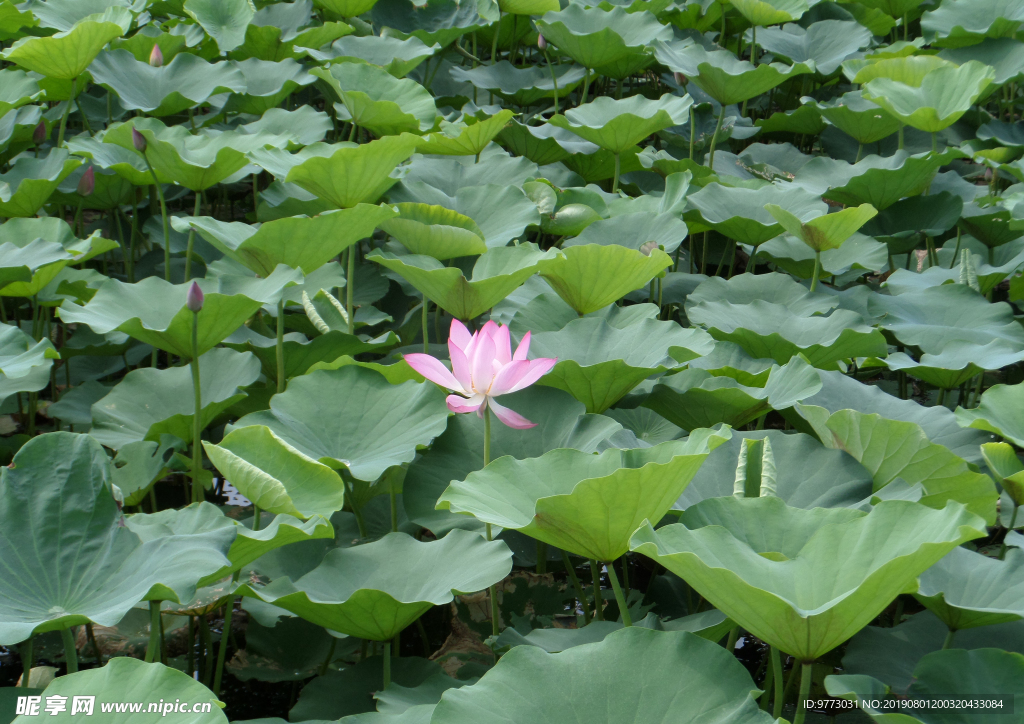 荷花池