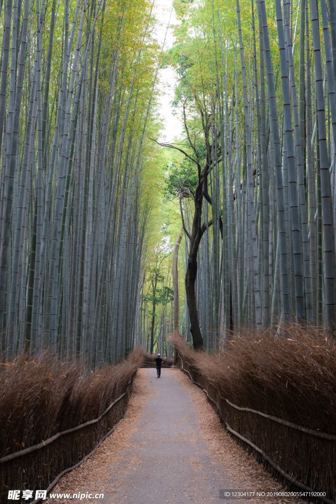 竹子