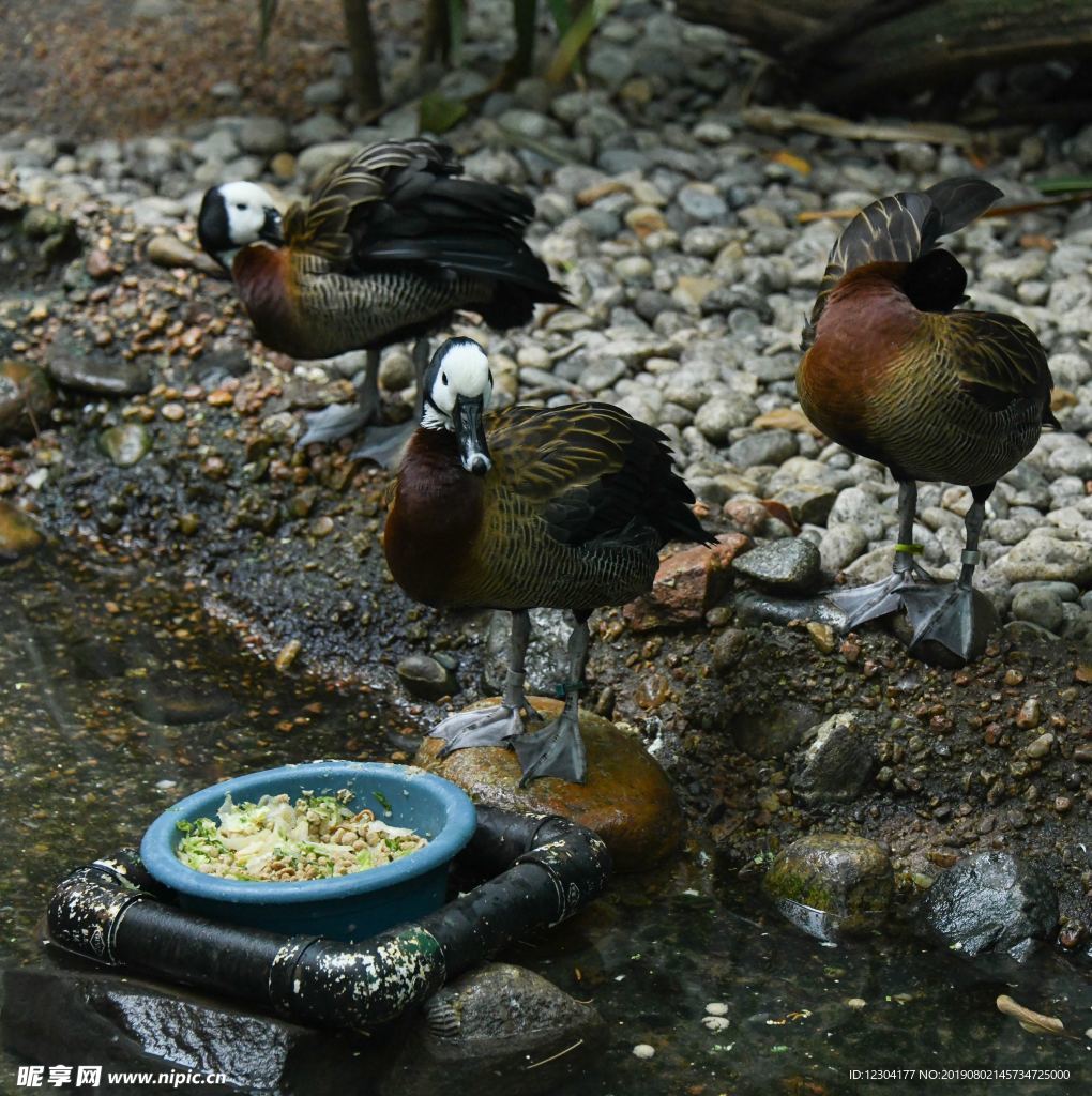 鸭