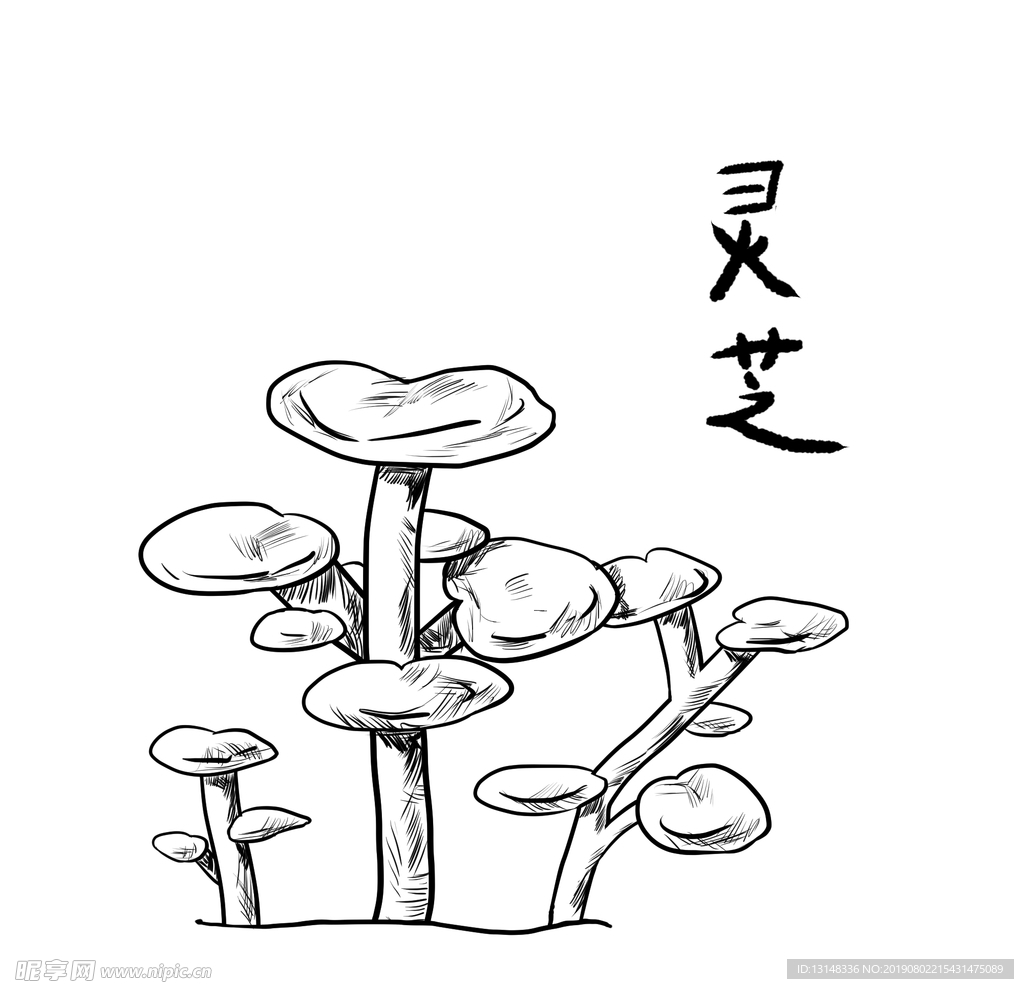 灵芝