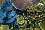 海底灵芝