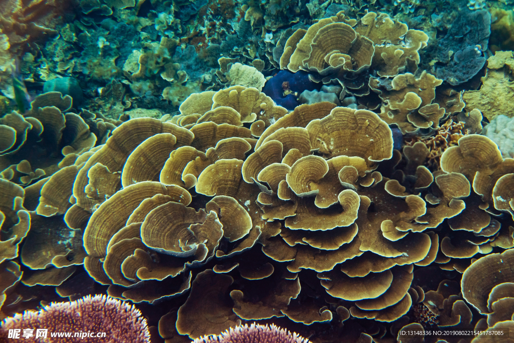 海底灵芝