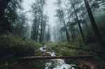 风景
